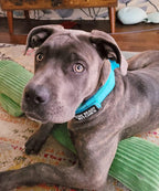 Military-Style Tactical Nylon Dog Collar and Leash Set