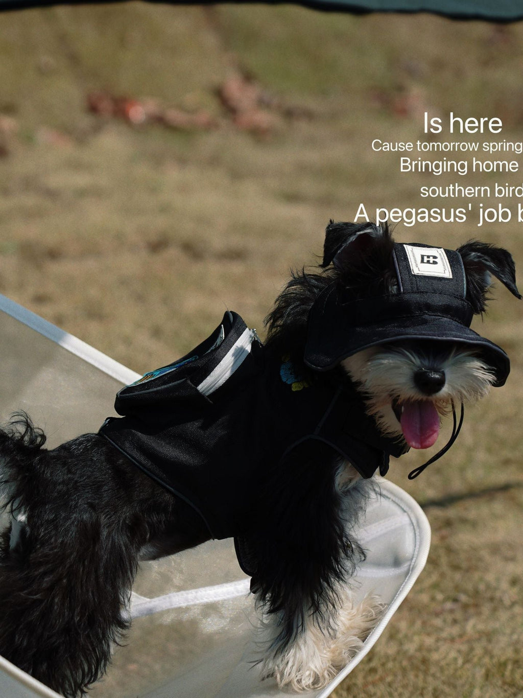 Backpack Harness and Hat Set (Black Only)
