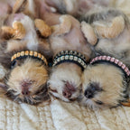 Boutique Rhinestone Dog Collars