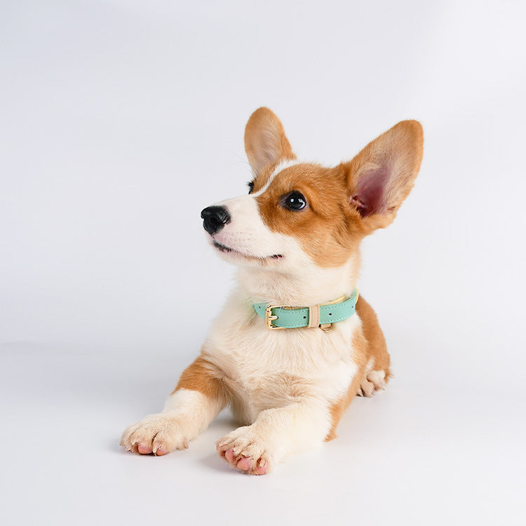 2-Tone Leather Dog Collar – Adjustable & Stylish