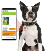 PetHub QR Pet ID Tag – Absent Without a Leash (AWOL)