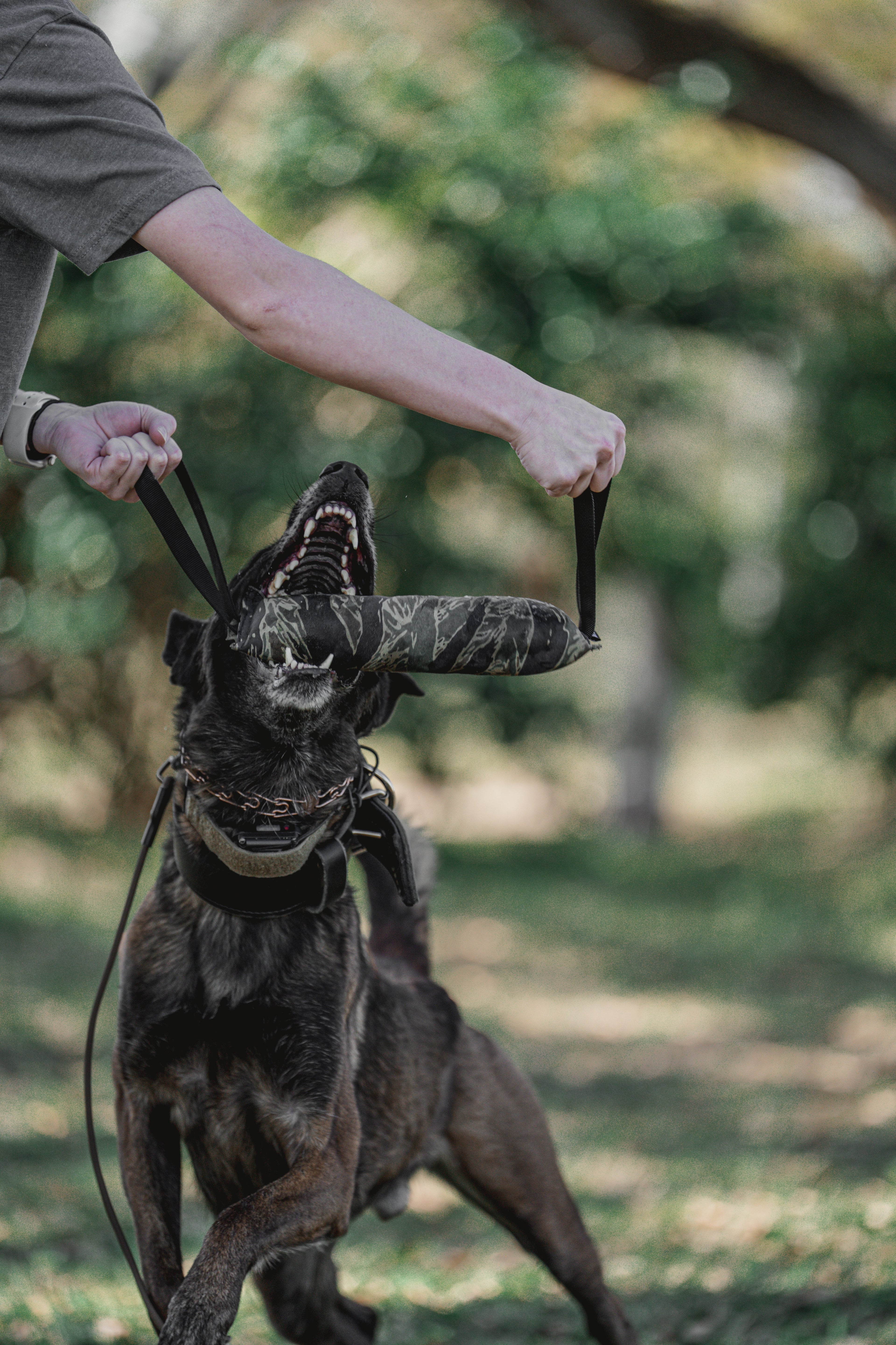 K9R - Kiloniner TUG-N-TRAIN Tug Toy